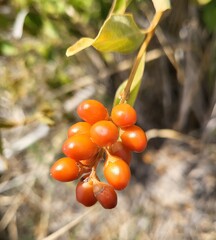 (c) Nicole, some rights reserved (CC BY) Citharexylum berlandieri, photograph (c) Nicole, some rights reserved (CC BY)