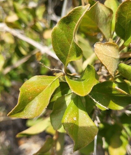 Citharexylum berlandieri, photograph 5