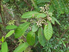 Daphniphyllum calycinum