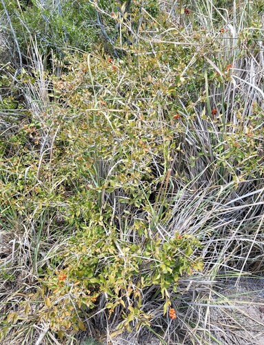 Citharexylum berlandieri, photograph 6