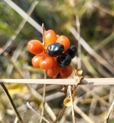 Citharexylum berlandieri, photograph 3