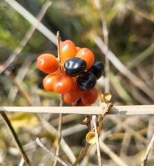(c) Nicole, some rights reserved (CC BY) Citharexylum berlandieri, photograph (c) Nicole, some rights reserved (CC BY)