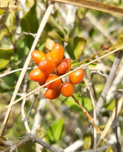 Citharexylum berlandieri, photograph 4