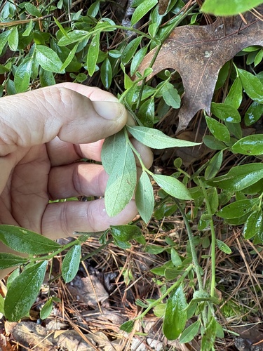 Vaccinium tenellum, photograph 4