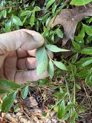 author not stated, no rights reserved Vaccinium tenellum, photograph author not stated, no rights reserved