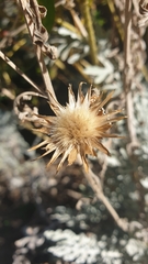 Centaurea cineraria