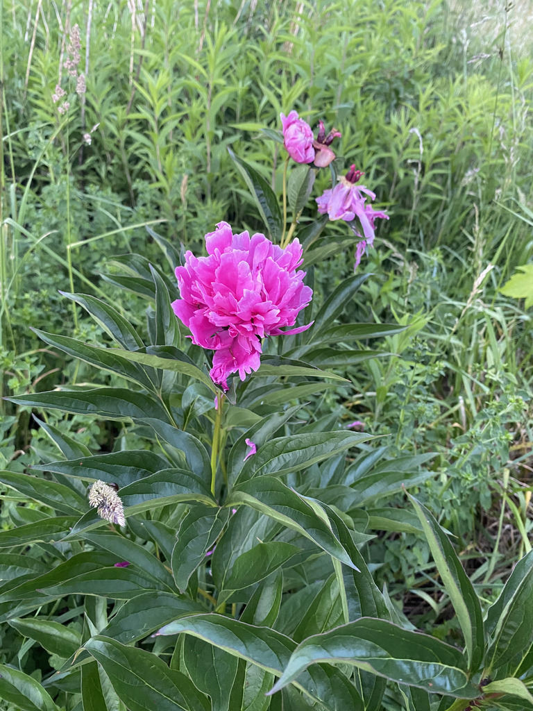 Paeonia lactiflora, Toruń County, Poland