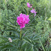 Paeonia lactiflora: Herkunft und Verwendung — foto 1