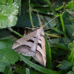 Chiasmia subcurvaria