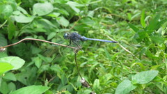Orthetrum