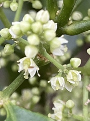Melicope pteleifolia