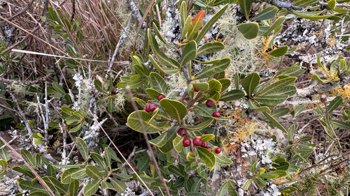 Schinus engleri