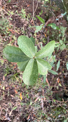 Daphnopsis racemosa