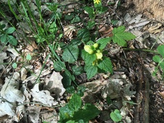 Lamium galeobdolon galeobdolon