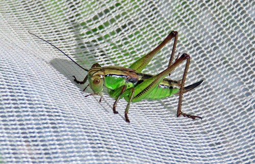 Roesel's Bush-cricket photo 6