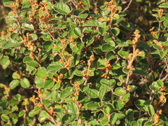 Pomaderris paniculosa, photograph (c) Elspeth Swan, some rights reserved (CC BY)