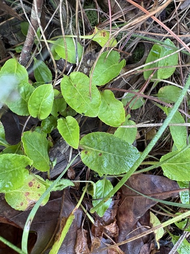 Viola primulifolia, photograph 6