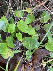 Viola primulifolia, photograph author not stated, no rights reserved