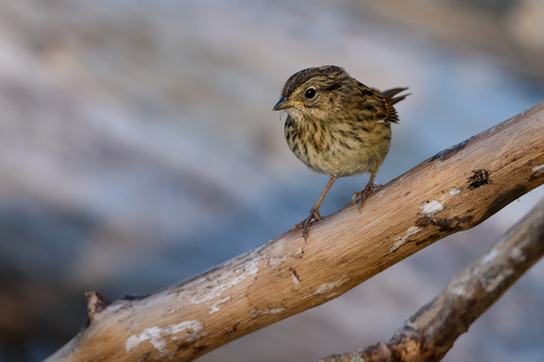 Swamp Sparrow