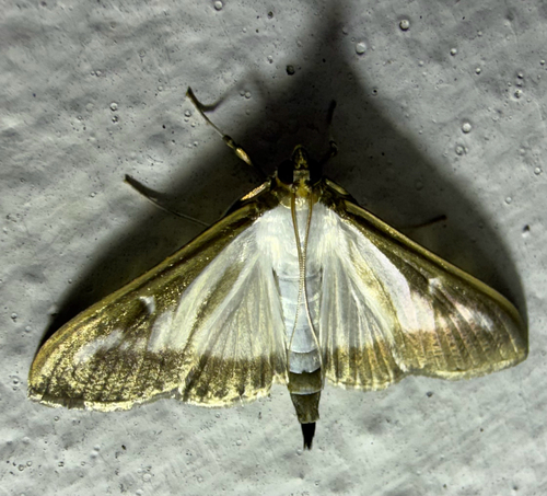 Box Tree Moth