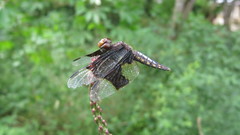 Palpopleura lucia