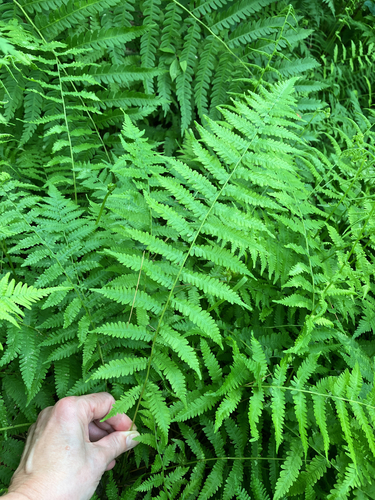 Massachusetts fern