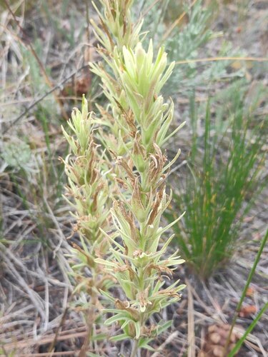 Thompson's paintbrush