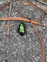 Anomala russiventris