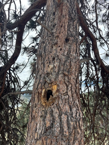Western Ponderosa Pine