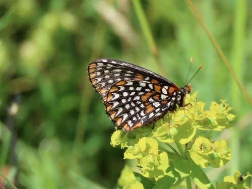 Baltimore Checkerspot