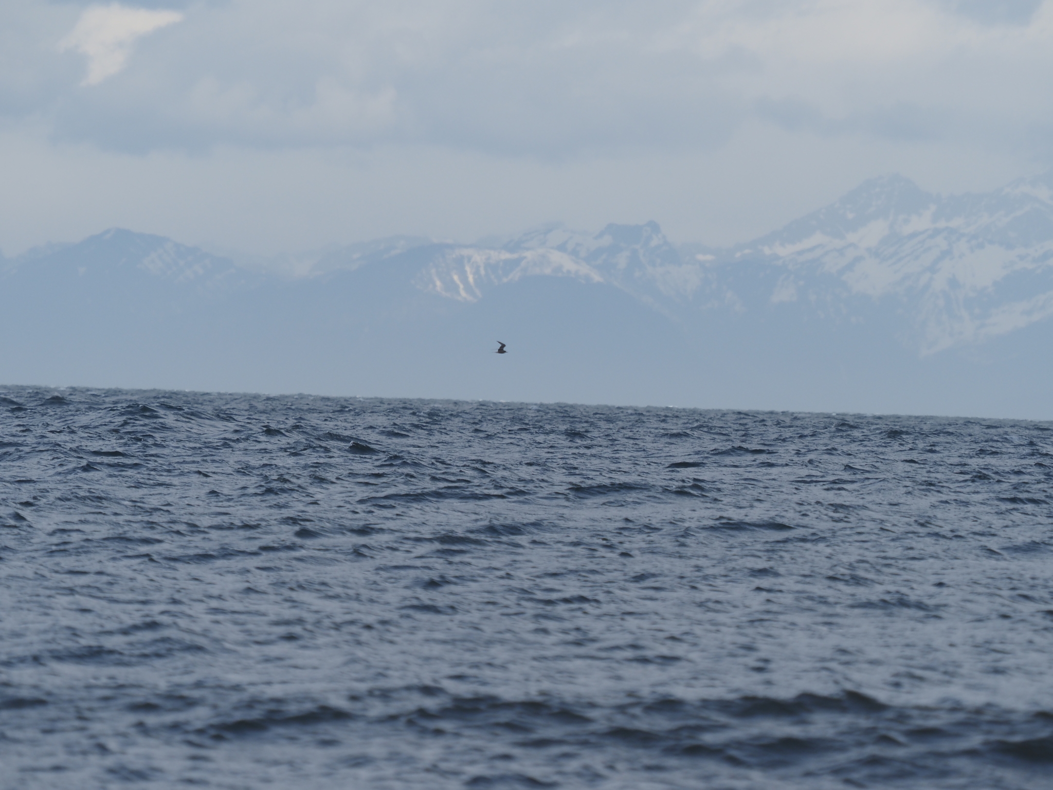 Aleutian Tern (Onychoprion aleuticus), photo 3