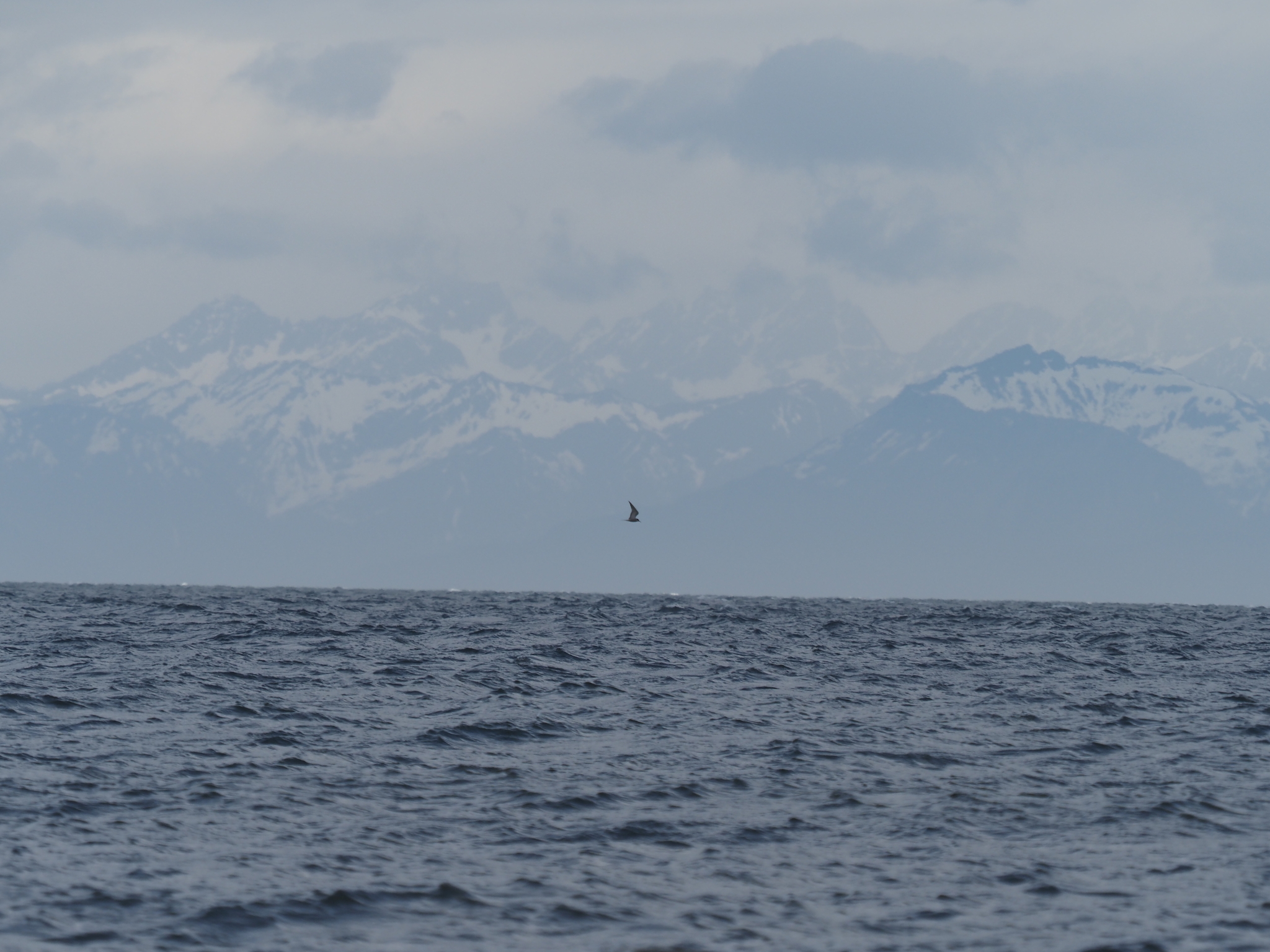 Aleutian Tern (Onychoprion aleuticus), photo 8