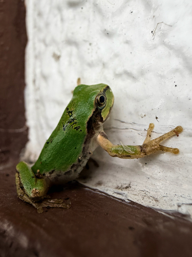 Eastern Japanese Tree Frog