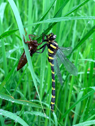Jumbo Dragonfly