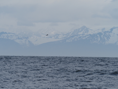 Aleutian Tern (Onychoprion aleuticus), photo 9