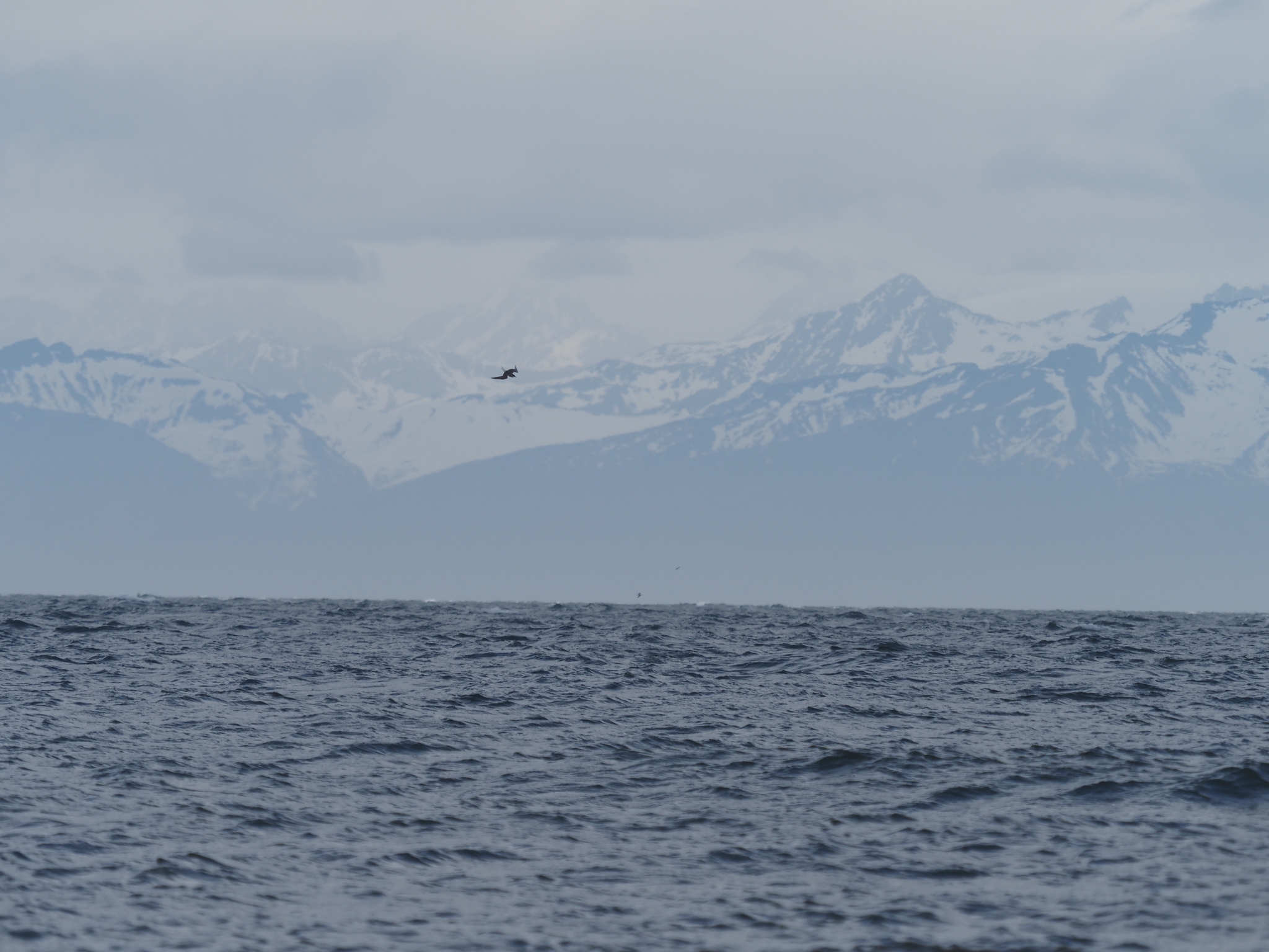 Aleutian Tern (Onychoprion aleuticus), photo 9