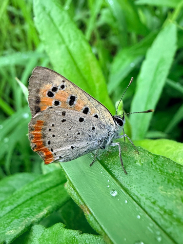 Japanese copper