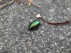 Anomala russiventris