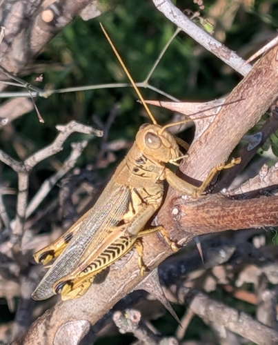 Differential Grasshopper