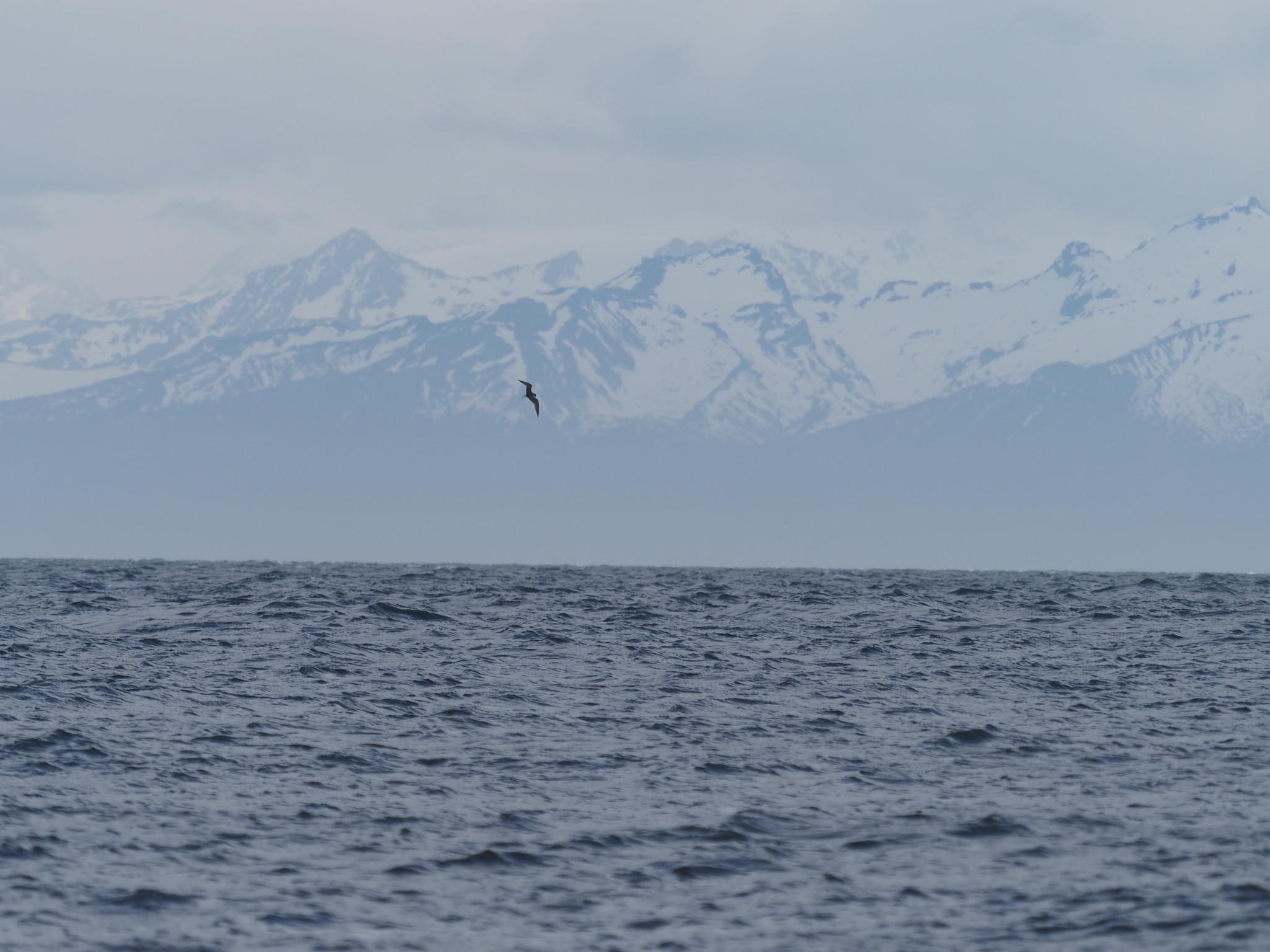Aleutian Tern (Onychoprion aleuticus), photo 10