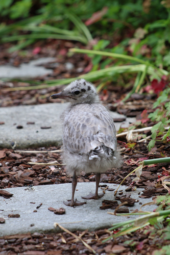 Common Gull