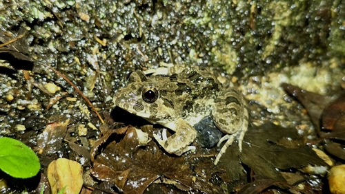 Rice field frog