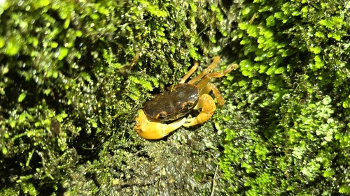 Japanese Freshwater Crab