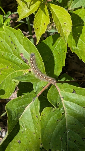 Forest Tent Caterpillar Moth