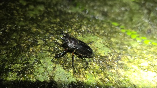 Lucanus maculifemoratus maculifemoratus