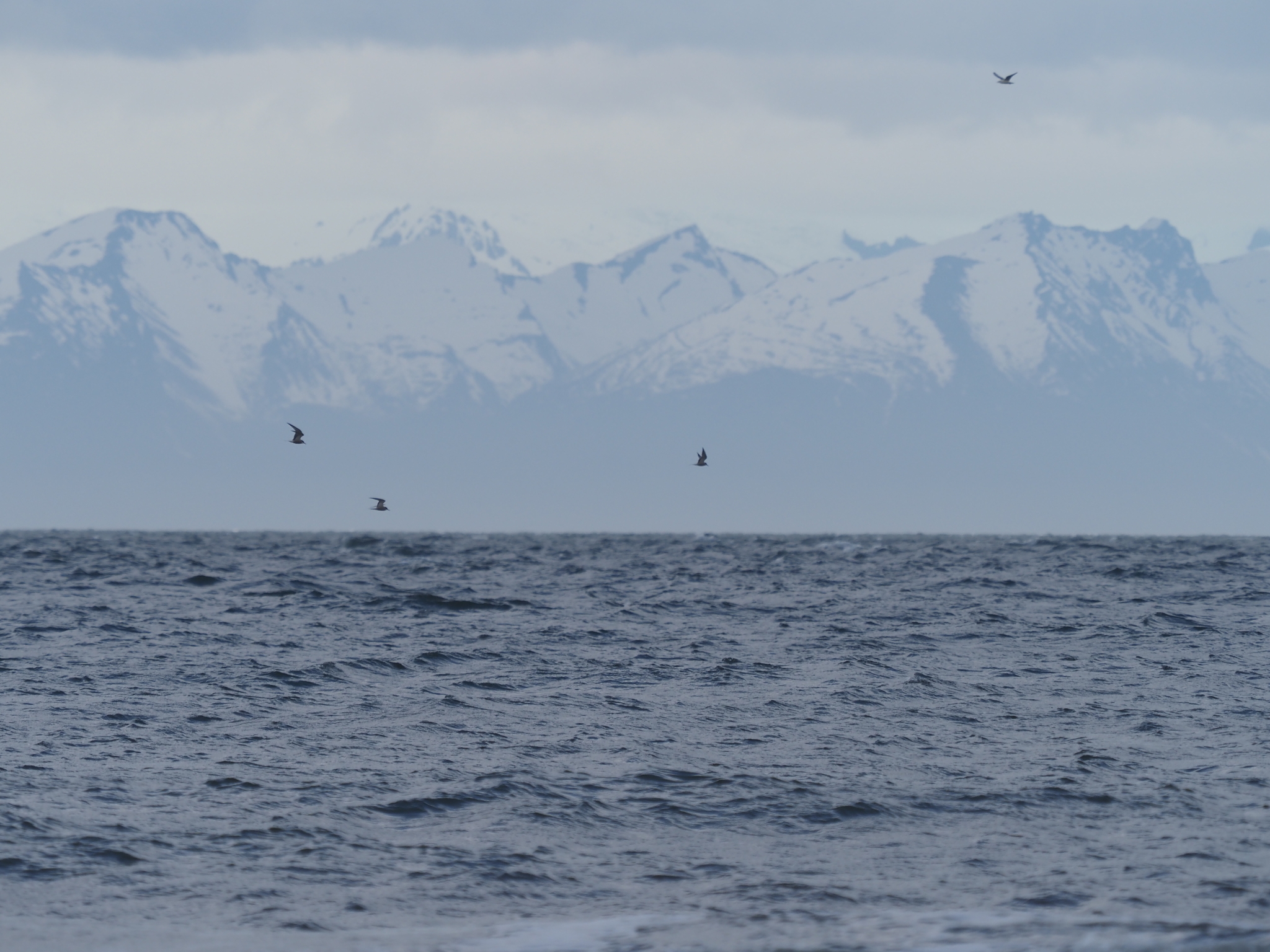 Aleutian Tern (Onychoprion aleuticus), photo 2