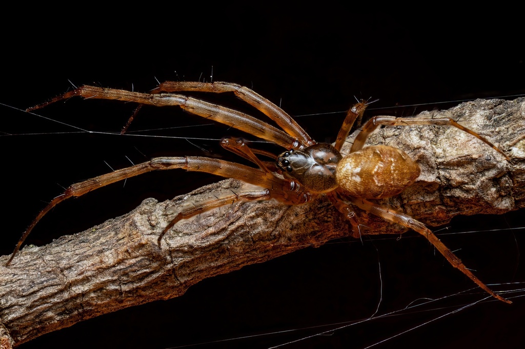Azilia histrio