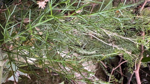 Colletia paradoxa, photograph 2