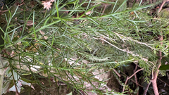 Colletia paradoxa, photograph (c) Maru Masseroni, some rights reserved (CC BY)