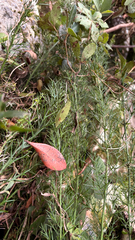 Colletia paradoxa, photograph (c) Maru Masseroni, some rights reserved (CC BY)